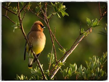 Close-up of bird perching on branch