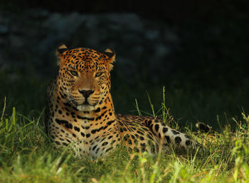 Sri lanka leopard in a zoo