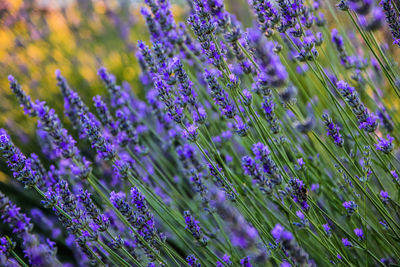Close-up of purple flowering plants on field