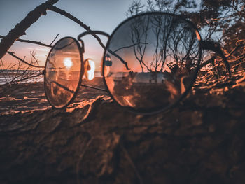 Close-up of bare trees in glass during sunset