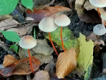 High angle view of mushrooms growing on land