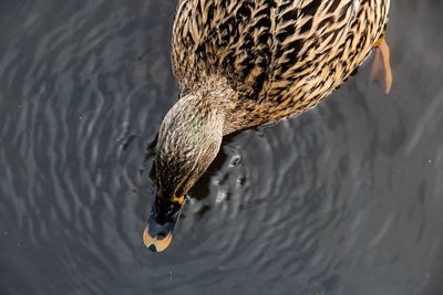 High angle view of duck swimming in lake