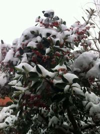 Low angle view of flowers on tree