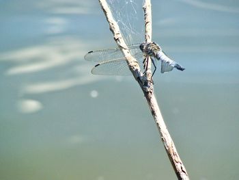 Close-up of damselfly perching on branch