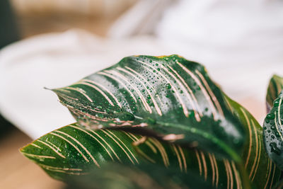 Close up on house plant leaves with water sprayed drops. monstera and house plant lover at home. 