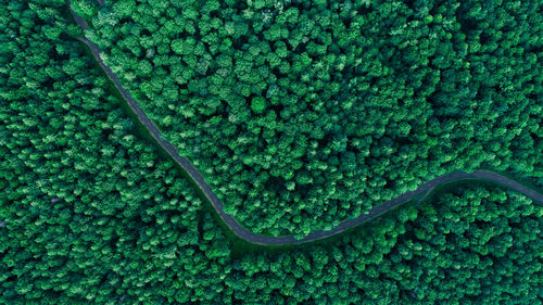 High angle view of fruits growing on plant