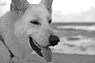 Close-up of dog looking away