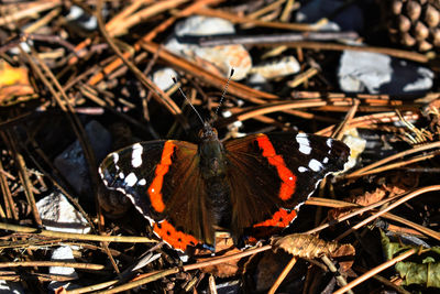 Close-up of butterfly