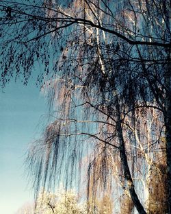 Low angle view of bare trees against blue sky