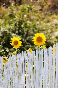 Close-up of yellow flowers blooming outdoors