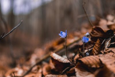 Close-up of dried plant on field