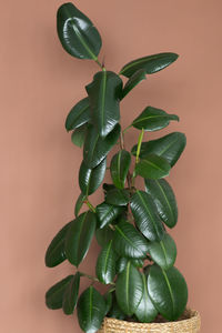 Close-up of potted plant on table against wall