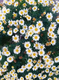 High angle view of daisies blooming on field