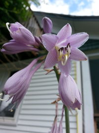 Close-up of purple flowers