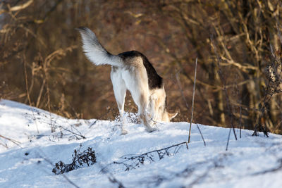 View of animal on snow covered land