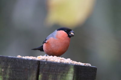 Close-up of bird perching on wood