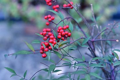 Close-up of red berries on tree