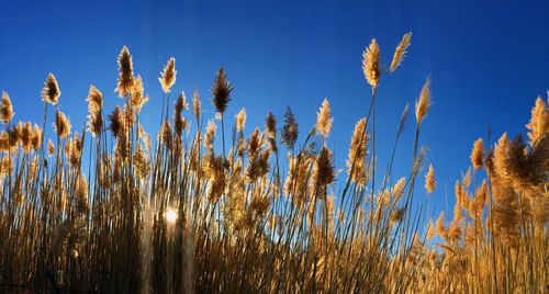 Tall pampas cortaderia grass setting sun and blue sky. bright sunny summer photo magna utah