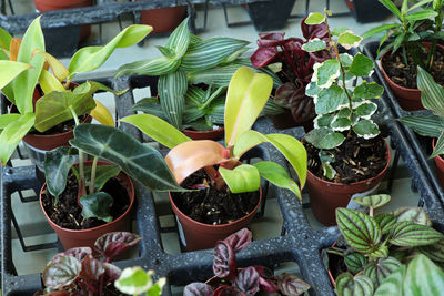 Potted plants in greenhouse