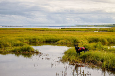 Scenic view of a lake