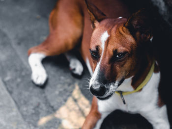 Close-up portrait of dog