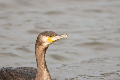 Close-up of a bird