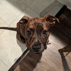 High angle portrait of dog on floor at home