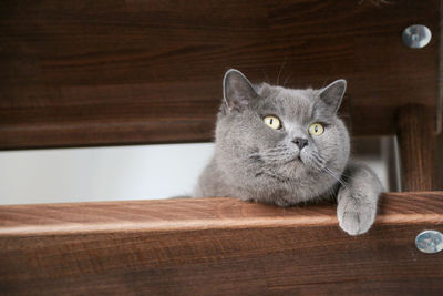 British shorthair cat watching through brown steps of stairs