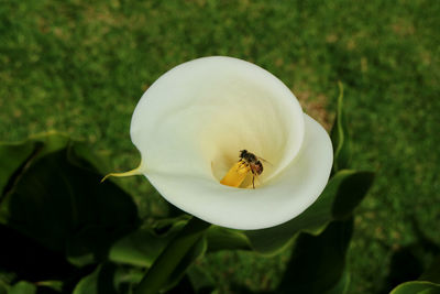 Close-up of bee pollinating on flower