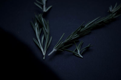 Close-up of rosemary on table