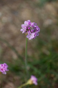 Close-up of pink flowering plant on field