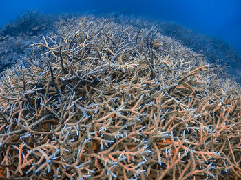 High angle view of coral in sea