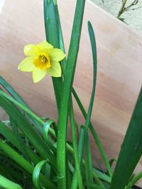 High angle view of yellow flowering plant