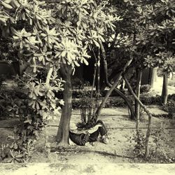 Plants growing on tree