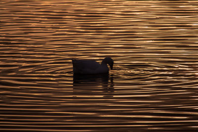 Swan swimming in lake