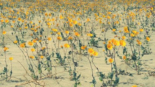 Yellow flowers growing in field