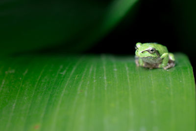 Close-up of frog