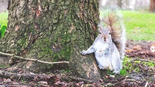 Squirrel on tree trunk