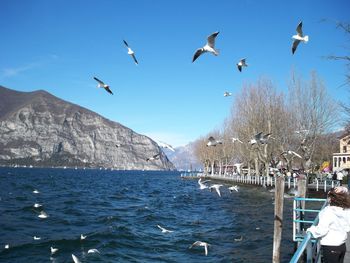 Seagulls flying over sea against sky