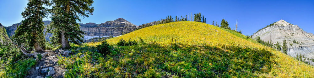 Panoramic view of trees growing on rock against sky