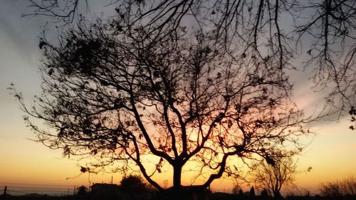 Silhouette tree against sky during sunset