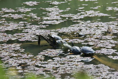 Turtles swimming in lake