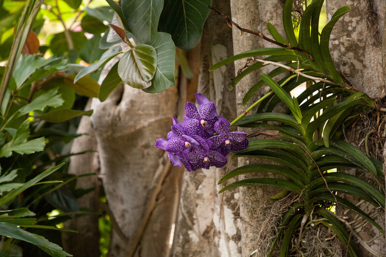 CLOSE-UP OF PURPLE FLOWERING PLANT IN POT