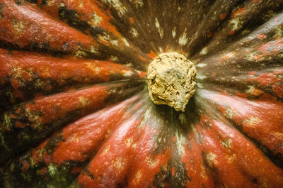 Close-up of plant