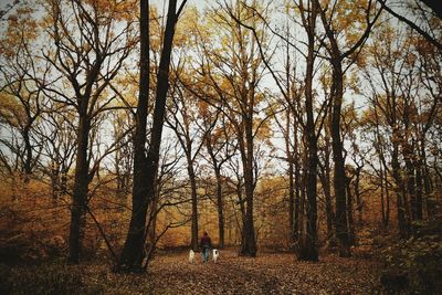 Rear view of man with dogs walking in forest during autumn