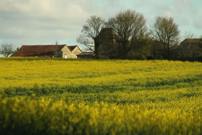 Scenic view of oilseed rape field against sky