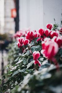 Close-up of pink flowering plants