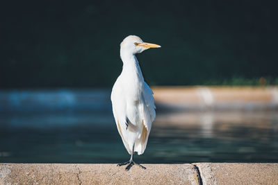 Seagull perching on retaining wall