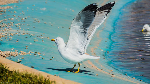 Bird flying over water