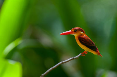 Close-up of bird perching on a branch